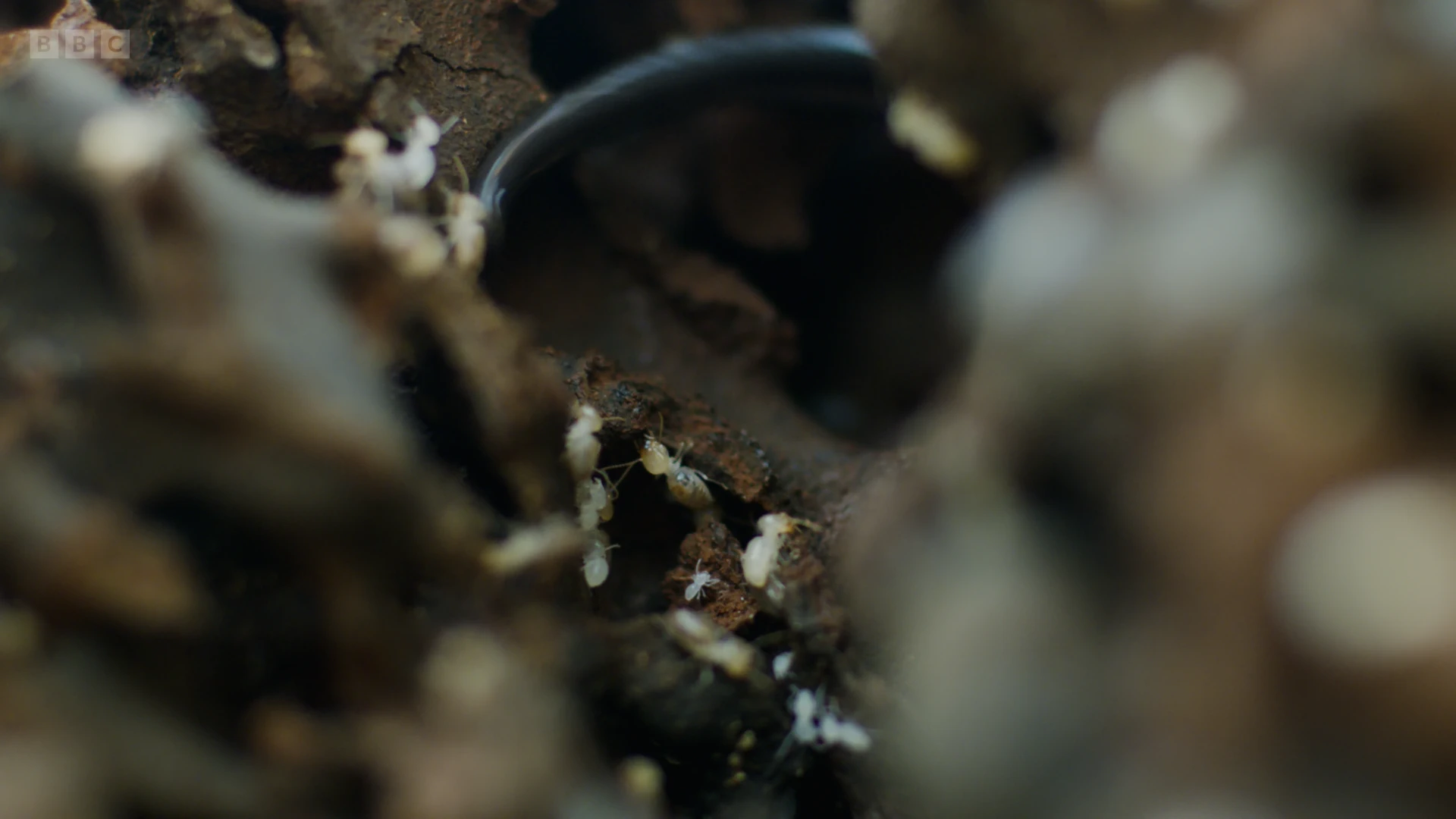 Termite sp. () as shown in Planet Earth II - Grasslands